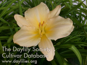 Daylily Green Gauze